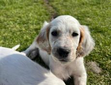 Продаю щенков Английского сейтера 