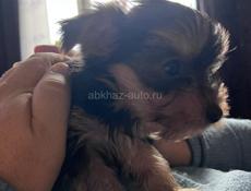 Йоркширский терьер 