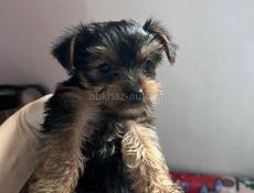 Йоркширский терьер 