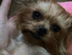 Йоркширский терьер 