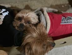 Йоркширский терьер 