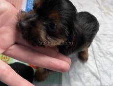 Йоркширский терьер 