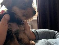 Йоркширский терьер 