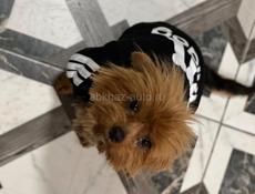 Йоркширский терьер 