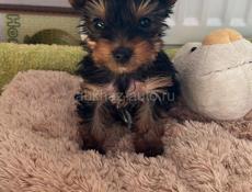 Йоркширский терьер 