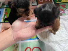 Йоркширский терьер 