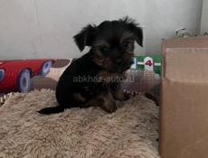 Йоркширский терьер 