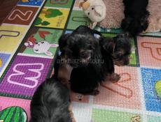 Йоркширский терьер 