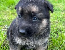 Восточно Европейские овчарки 