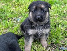 Восточно Европейские овчарки 