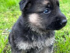 Восточно Европейские овчарки 