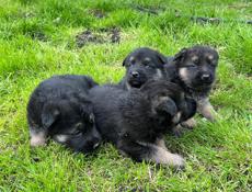 Восточно Европейские овчарки 