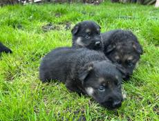 Восточно Европейские овчарки 