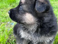 Восточно Европейские овчарки 