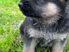 Восточно Европейские овчарки 