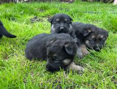 Восточно Европейские овчарки 