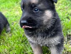 Восточно Европейские овчарки 