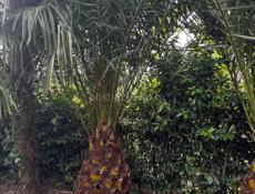 Продаю финиковые Пальмы 