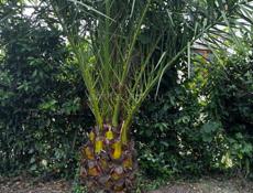 Продаю финиковые Пальмы 