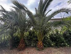 Продаю финиковые Пальмы 