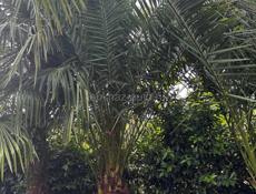 Продаю финиковые Пальмы 