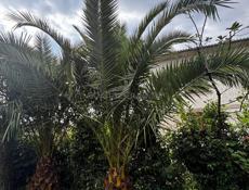 Продаю финиковые Пальмы 