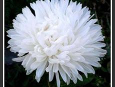 Продаётся рассада цветов 