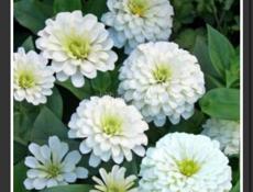 Продаётся рассада цветов 