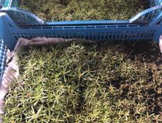 Продаётся рассада цветов 