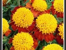 Продаётся рассада цветов 