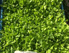 Продаётся рассада цветов 