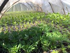 Продаётся рассада цветов 