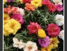 Продаётся рассада цветов 