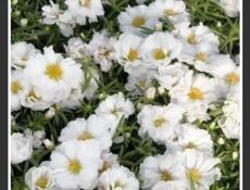 Продаётся рассада цветов 