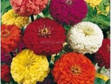 Продаётся рассада цветов 