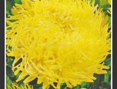 Продаётся рассада цветов 