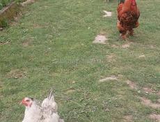 Срочно Продаю куриц и петухов