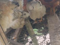 Срочно Продаю куриц и петухов