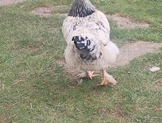 Срочно Продаю куриц и петухов