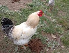 Срочно продаю породистых петухов