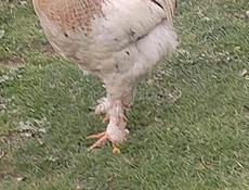 Срочно продаю породистых петухов