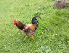 Срочно продаю породистых петухов