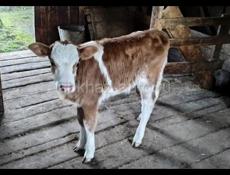 Продается бычок