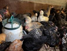 Цыплята породистые и обычные