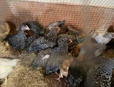 Цыплята породистые и обычные