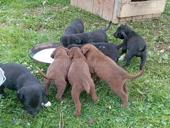 Щенки бесплатно