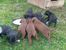 Щенки бесплатно