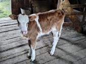 Продаётся бычок, возраст один месяц, находится в Гулырыпшком районе, село Хумушкур