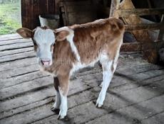 Продаётся бычок, возраст один месяц, находится в Гулырыпшком районе, село Хумушкур