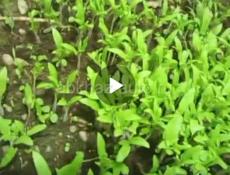 Скоро рассада разного вида